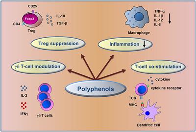 Polyphenols: Immunomodulatory and Therapeutic Implication in Colorectal Cancer